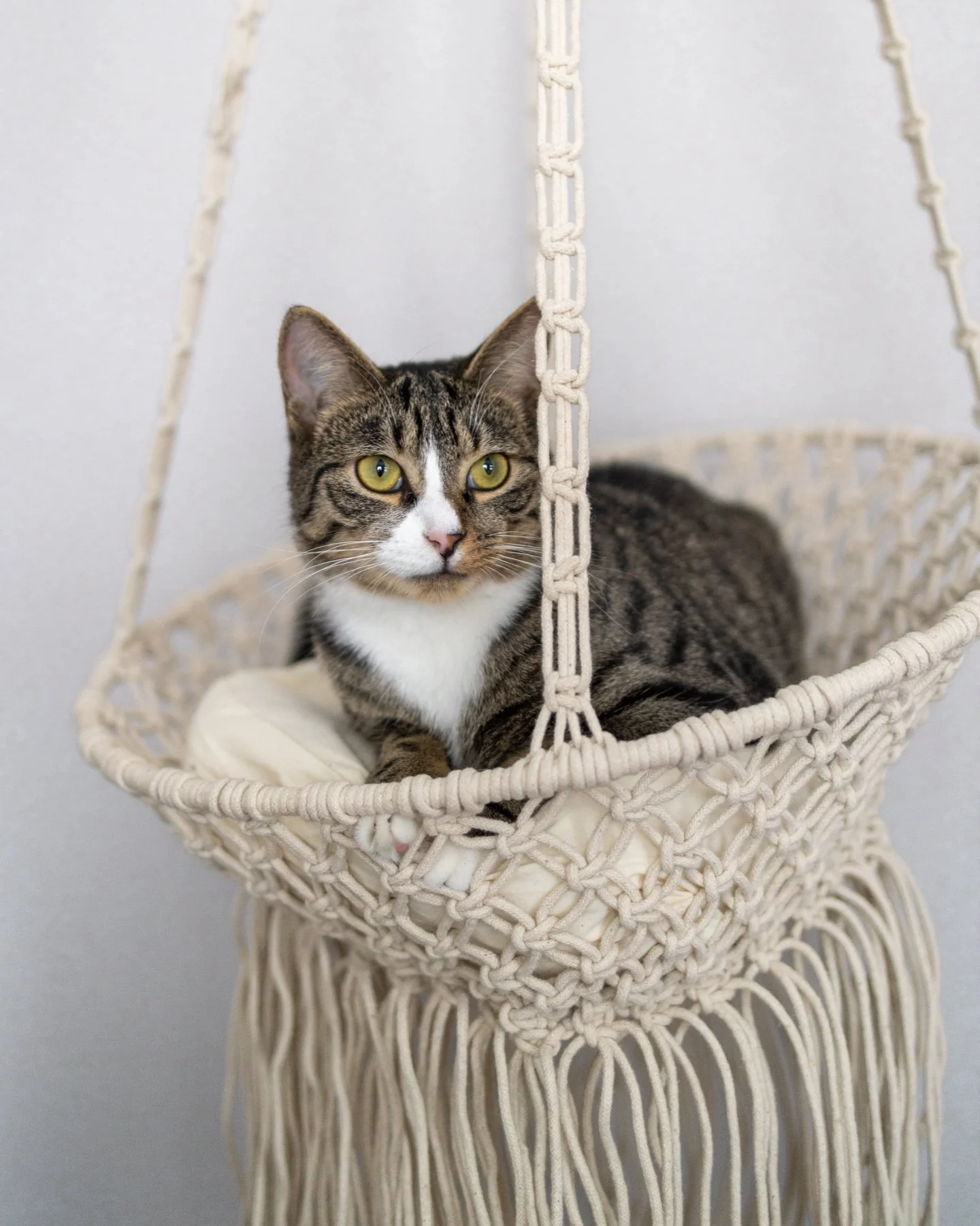 Louie Hanging Handmade Macrame Cat Bed $80 Today Only - Image 6